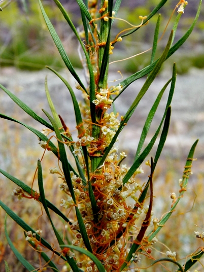 {Cuscuta harperi}